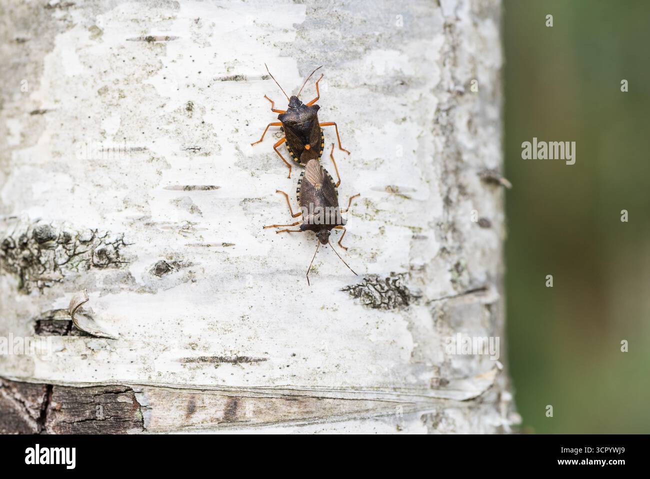 Coppia di insetti forestali (Pentatoma rufipes) su un albero di betulla d'argento. Chobham Common, Surrey Foto Stock