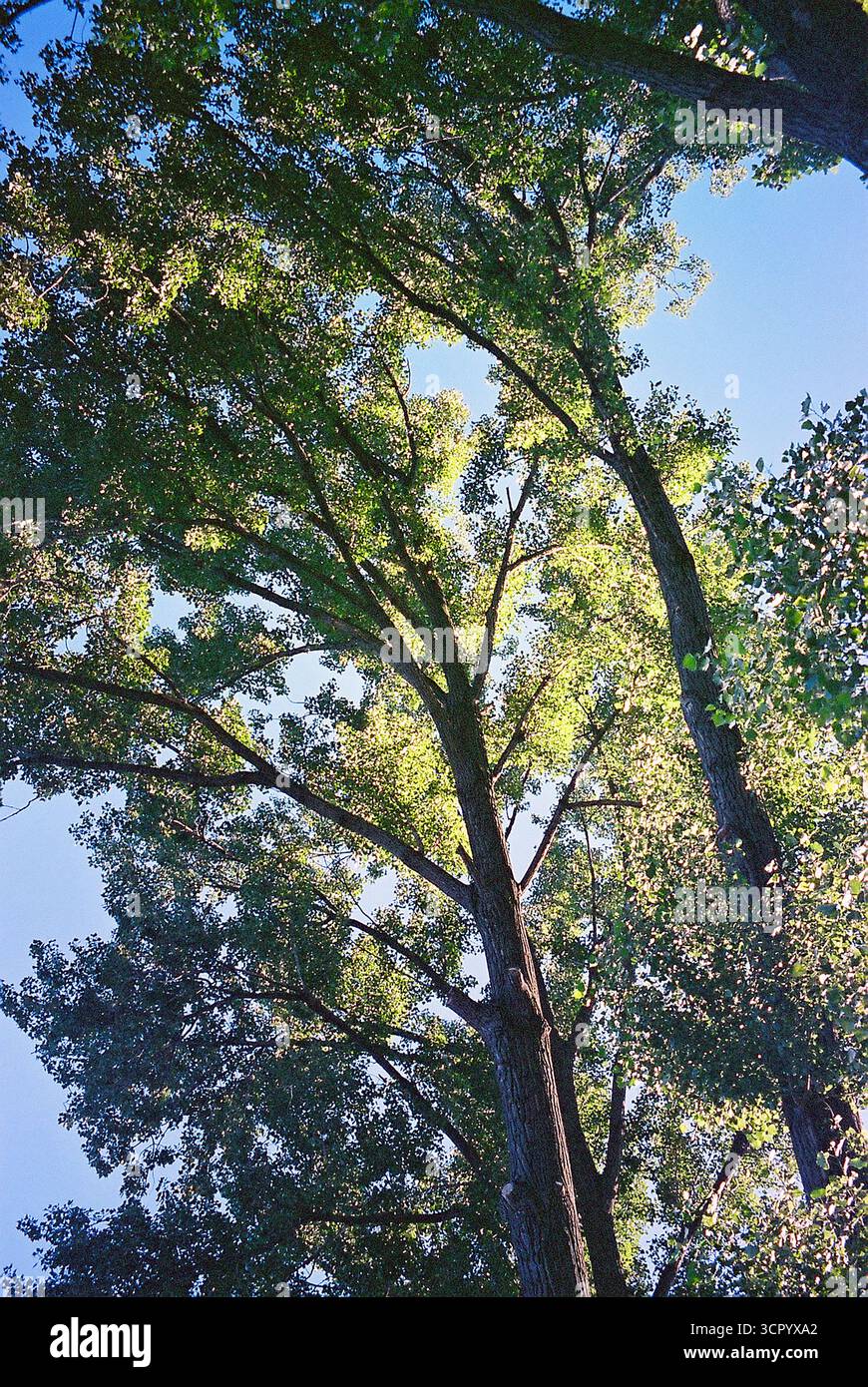 Archivio analogico documentario Photo Dairy Foto Stock