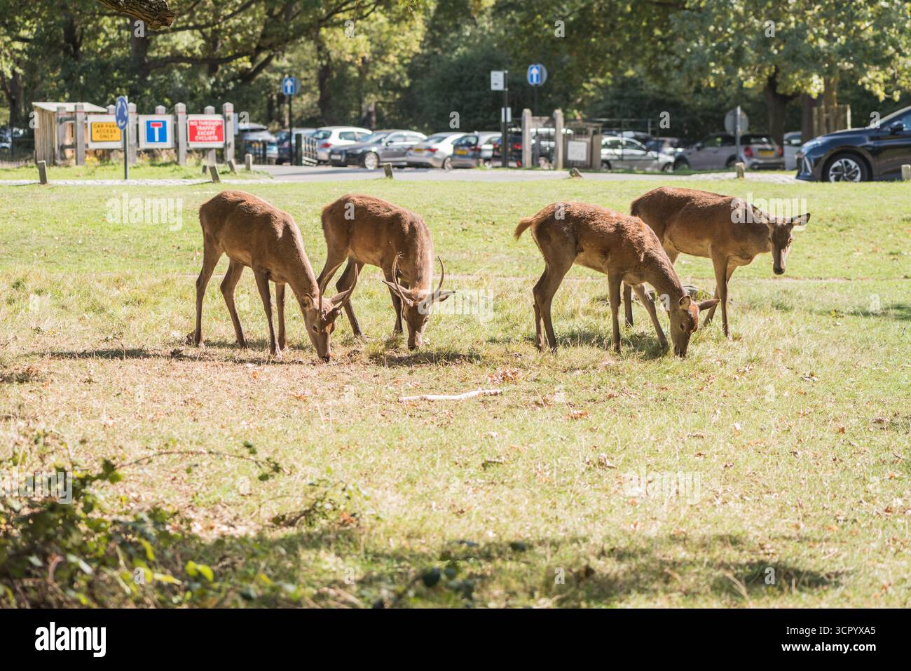 Gruppo di giovani cervi rossi (Cervus elaphus) nel Richmond Park con la strada e un parcheggio sullo sfondo Foto Stock