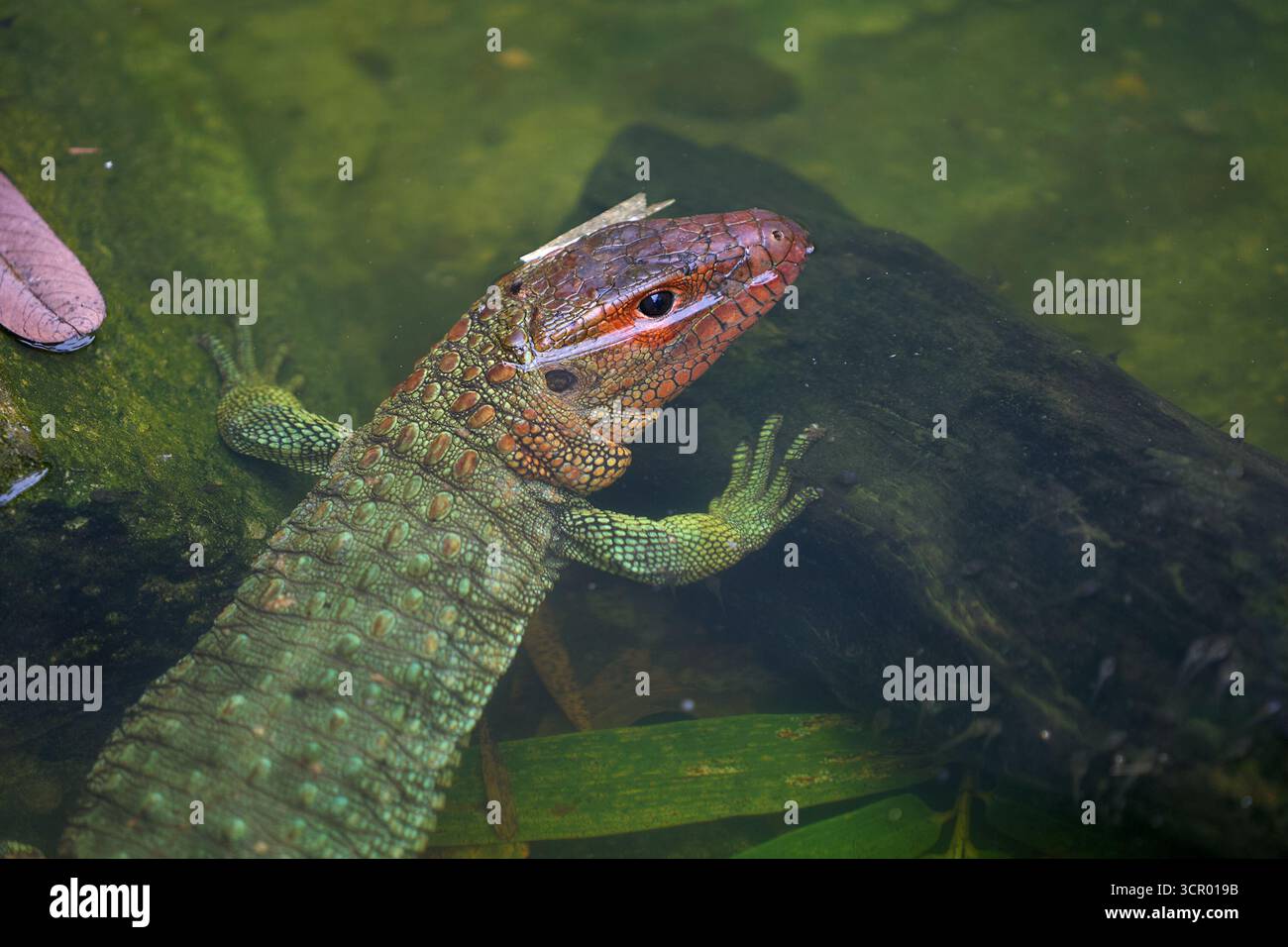 L'elusiva lucertola di Dracaena, perfettamente adattata al suo mondo amazzonico. In parte rettile, in parte spirito fluviale. Pacaya Samiria Perù. Foto Stock