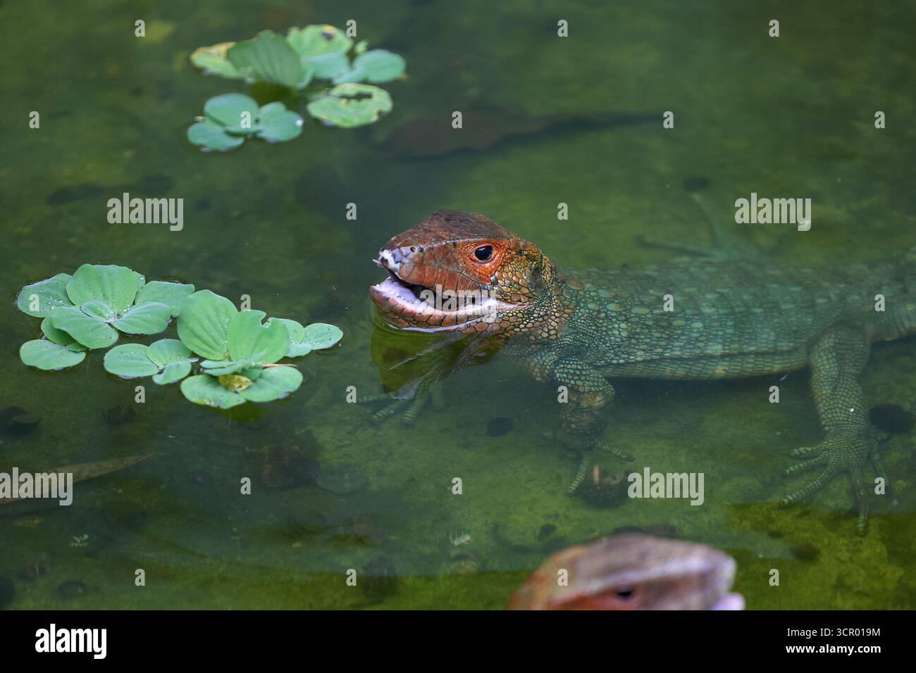 L'elusiva lucertola di Dracaena, perfettamente adattata al suo mondo amazzonico. In parte rettile, in parte spirito fluviale. Pacaya Samiria Perù. Foto Stock