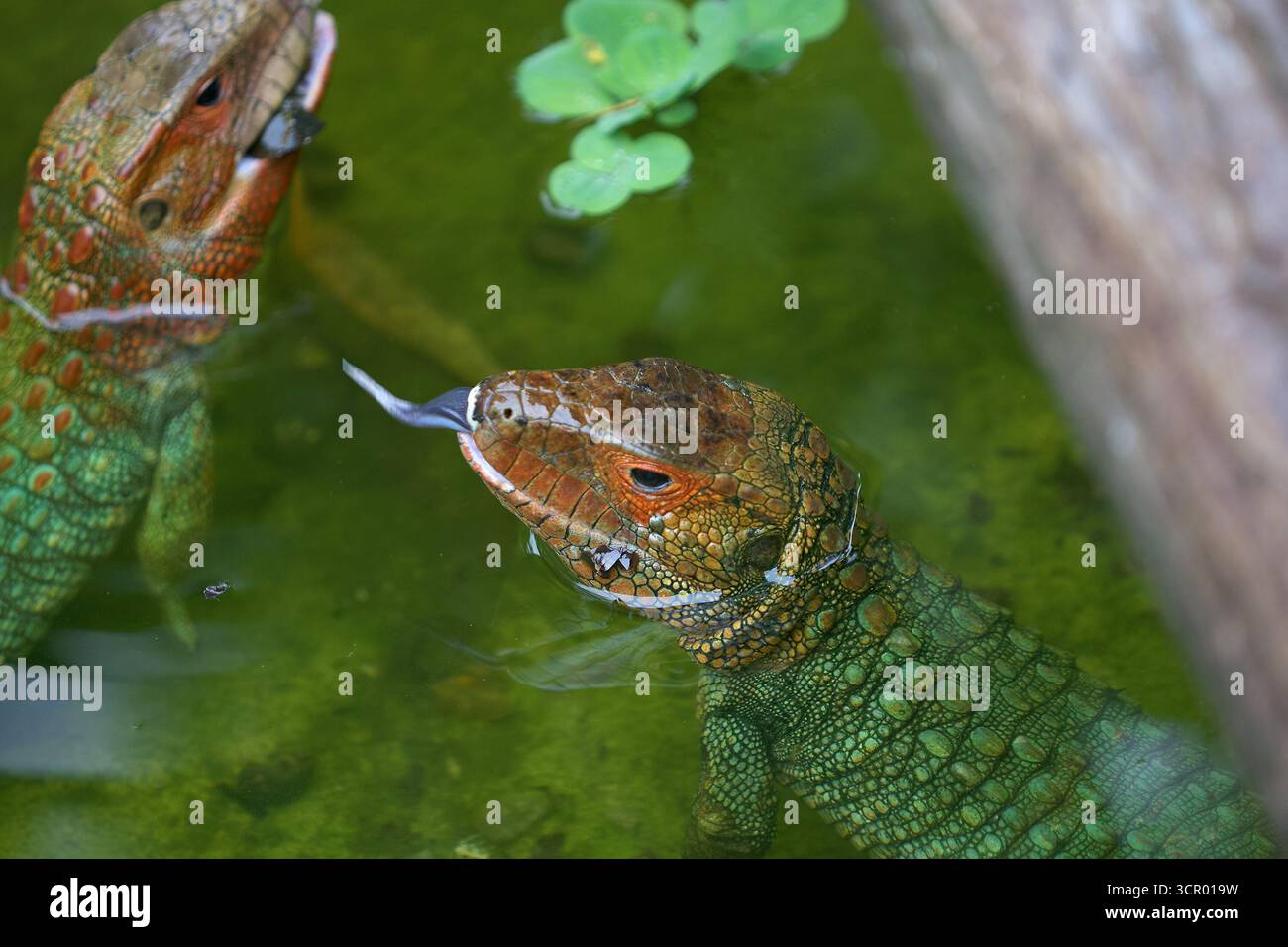 L'elusiva lucertola di Dracaena, perfettamente adattata al suo mondo amazzonico. In parte rettile, in parte spirito fluviale. Pacaya Samiria Perù. Foto Stock