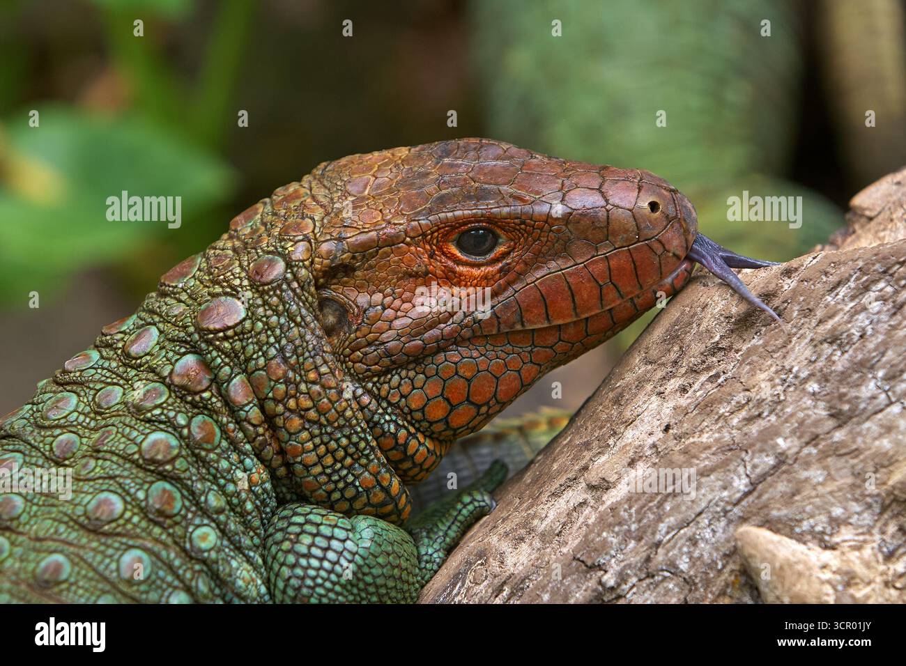 L'elusiva lucertola di Dracaena, perfettamente adattata al suo mondo amazzonico. In parte rettile, in parte spirito fluviale. Pacaya Samiria Perù. Foto Stock