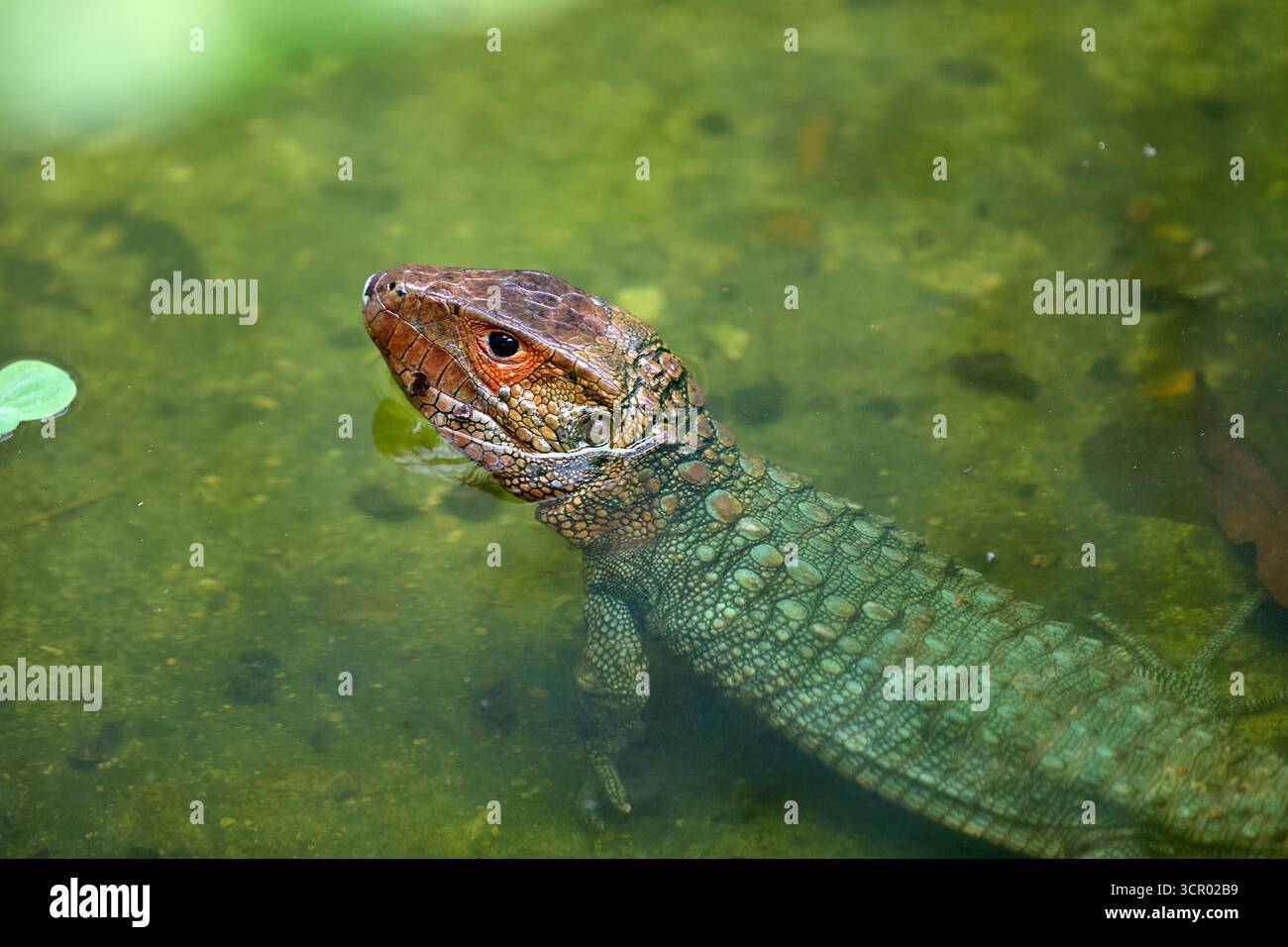 L'elusiva lucertola di Dracaena, perfettamente adattata al suo mondo amazzonico. In parte rettile, in parte spirito fluviale. Pacaya Samiria Perù. Foto Stock