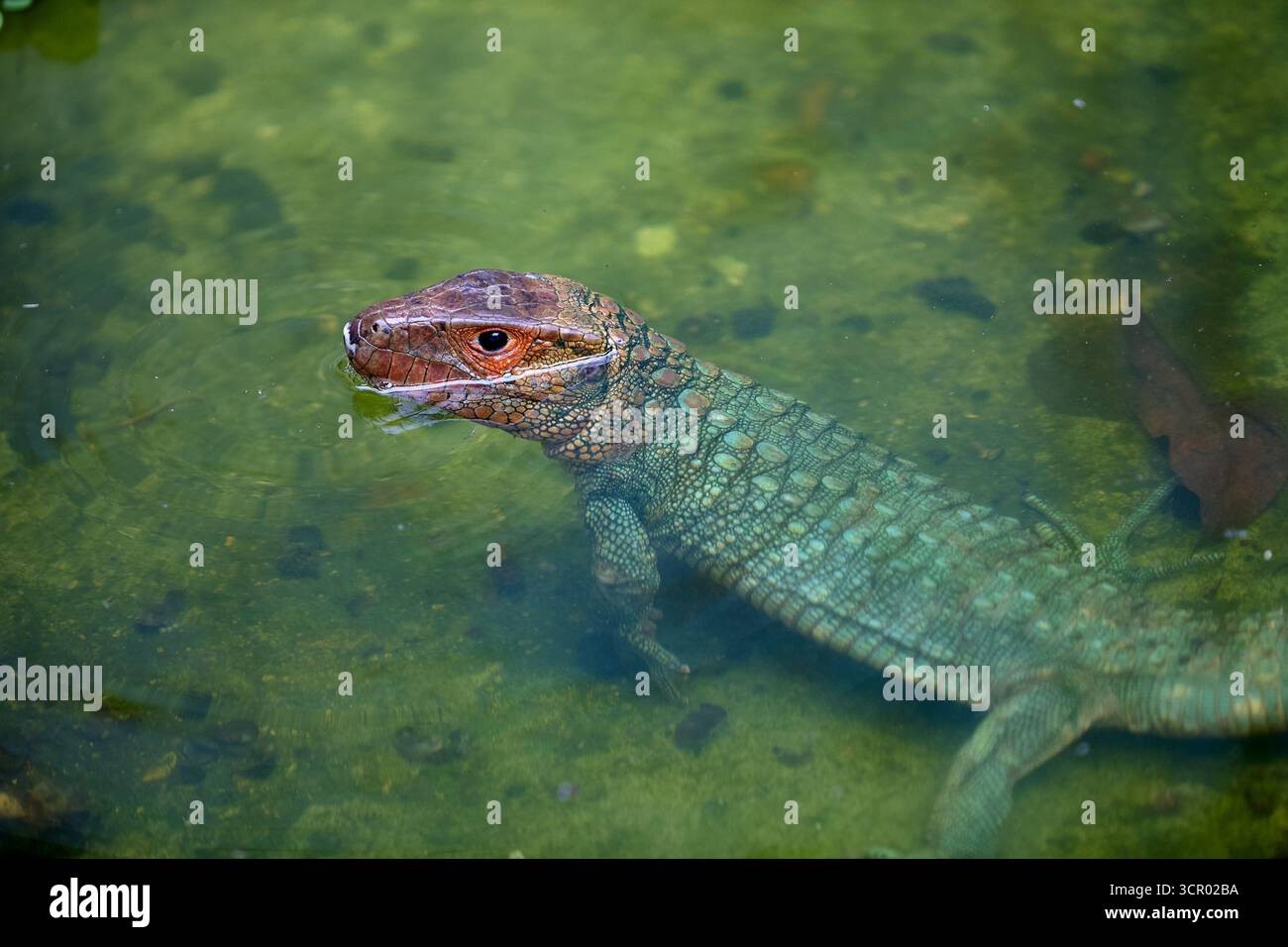 L'elusiva lucertola di Dracaena, perfettamente adattata al suo mondo amazzonico. In parte rettile, in parte spirito fluviale. Pacaya Samiria Perù. Foto Stock