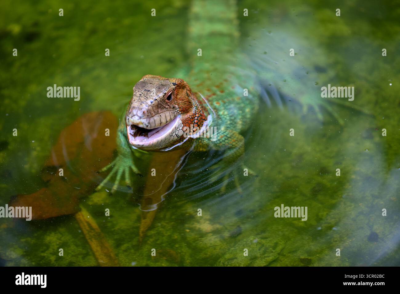 L'elusiva lucertola di Dracaena, perfettamente adattata al suo mondo amazzonico. In parte rettile, in parte spirito fluviale. Pacaya Samiria Perù. Foto Stock