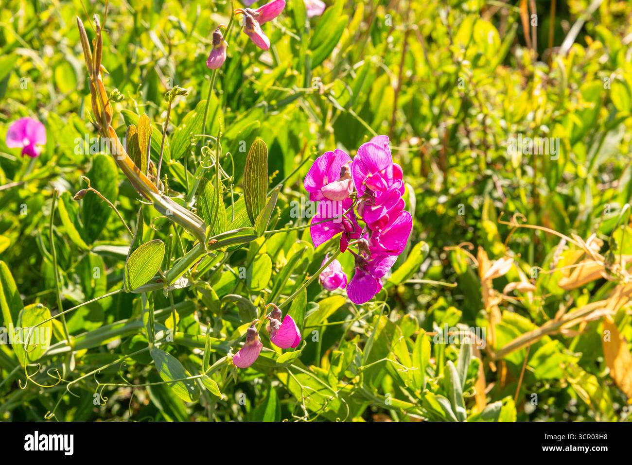 I fiori di Lathyrus odoratus rosa brillante si arrampicano attraverso il verde lussureggiante di un prato illuminato dal sole. Un ambiente naturale e tranquillo all'aperto in Bretagna, Francia Foto Stock
