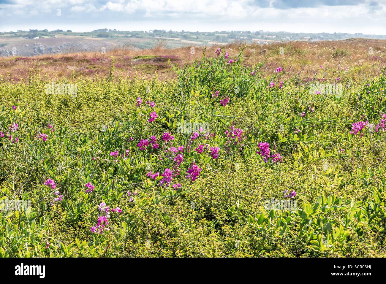 I fiori di Lathyrus odoratus rosa brillante si arrampicano attraverso il verde lussureggiante di un prato illuminato dal sole. Un ambiente naturale e tranquillo all'aperto in Bretagna, Francia Foto Stock