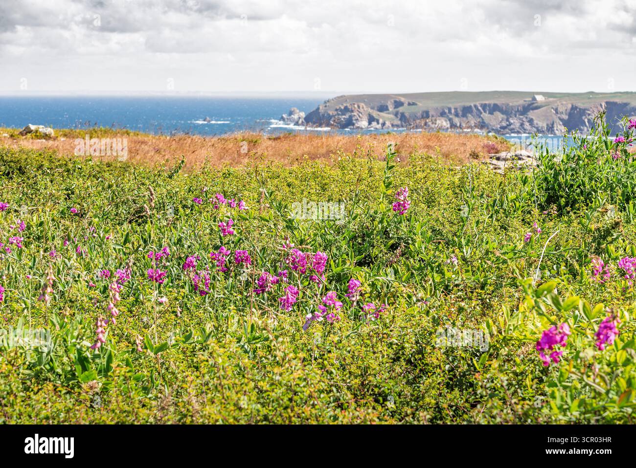 I fiori di Lathyrus odoratus rosa brillante si arrampicano attraverso il verde lussureggiante di un prato illuminato dal sole. Un ambiente naturale e tranquillo all'aperto in Bretagna, Francia Foto Stock