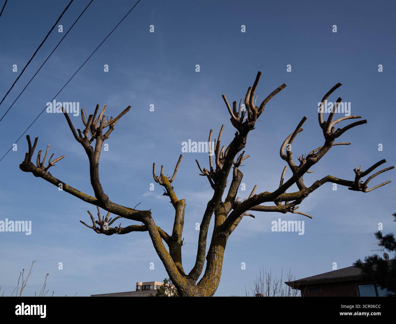 cime di alberi potati contro il cielo Foto Stock