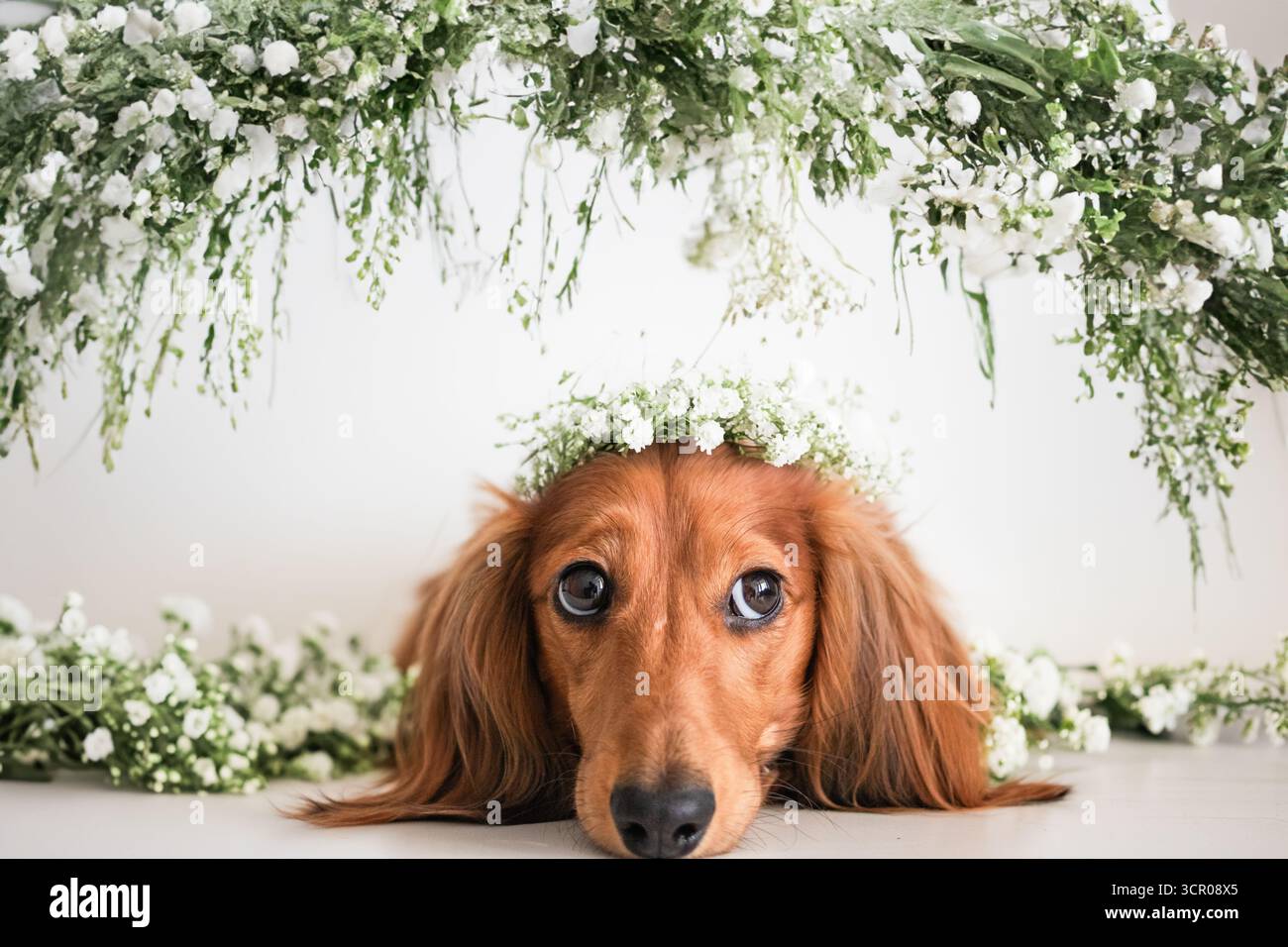 Adorabile cane che indossa una corona floreale circondato da una splendida vegetazione lussureggiante e dalla natura Foto Stock