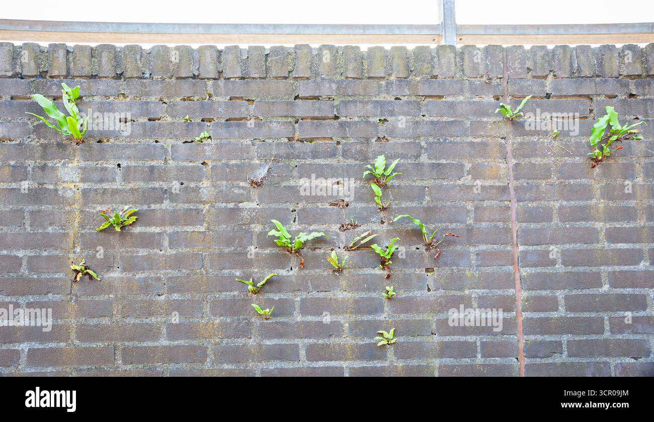 Piccole piante verdi che crescono nelle crepe di un vecchio muro di mattoni, dimostrando la resilienza della natura in un ambiente urbano. Foto Stock Piccole piante verdi che crescono nelle crepe di un vecchio muro di mattoni, dimostrando la resilienza della natura in un ambiente urbano. Foto Stock