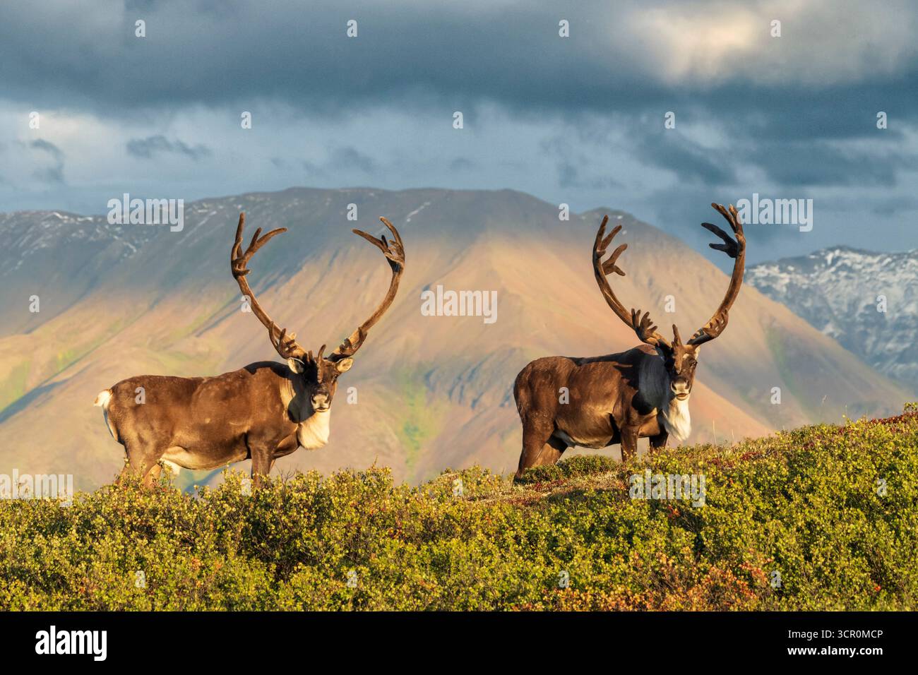 Nord America; Stati Uniti; Alaska; Denali National Park; fauna selvatica; mammiferi; Caribou; Rangifer tarandus; autunno; Bull, Foto Stock