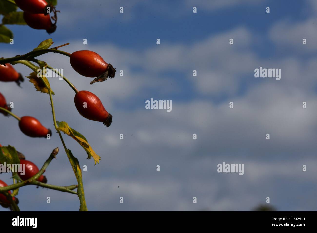 rosehip su sfondo blu Foto Stock
