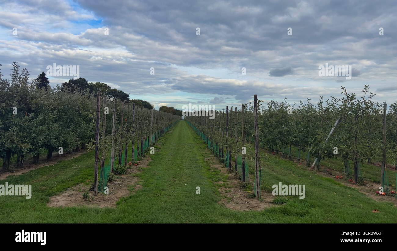 Alberi di mele in file sotto il cielo nuvoloso con erba verde e atmosfera di stagione del raccolto Foto Stock