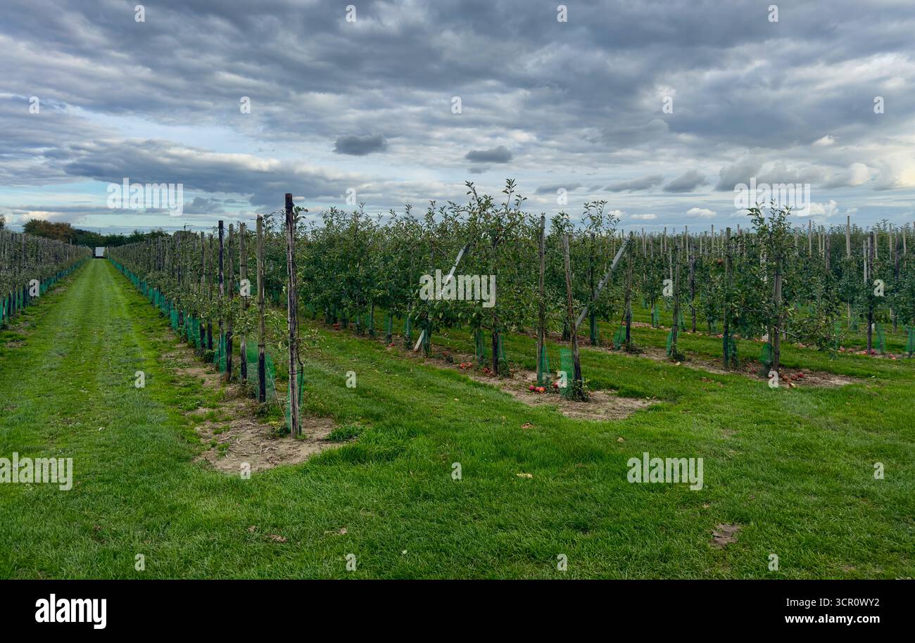 Alberi di mele in file sotto il cielo nuvoloso con erba verde e atmosfera di stagione del raccolto Foto Stock