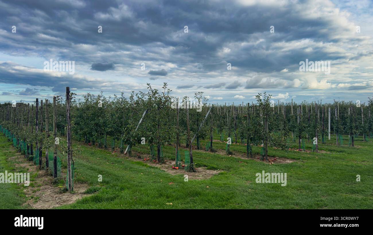 Alberi di mele in file sotto il cielo nuvoloso con erba verde e atmosfera di stagione del raccolto Foto Stock