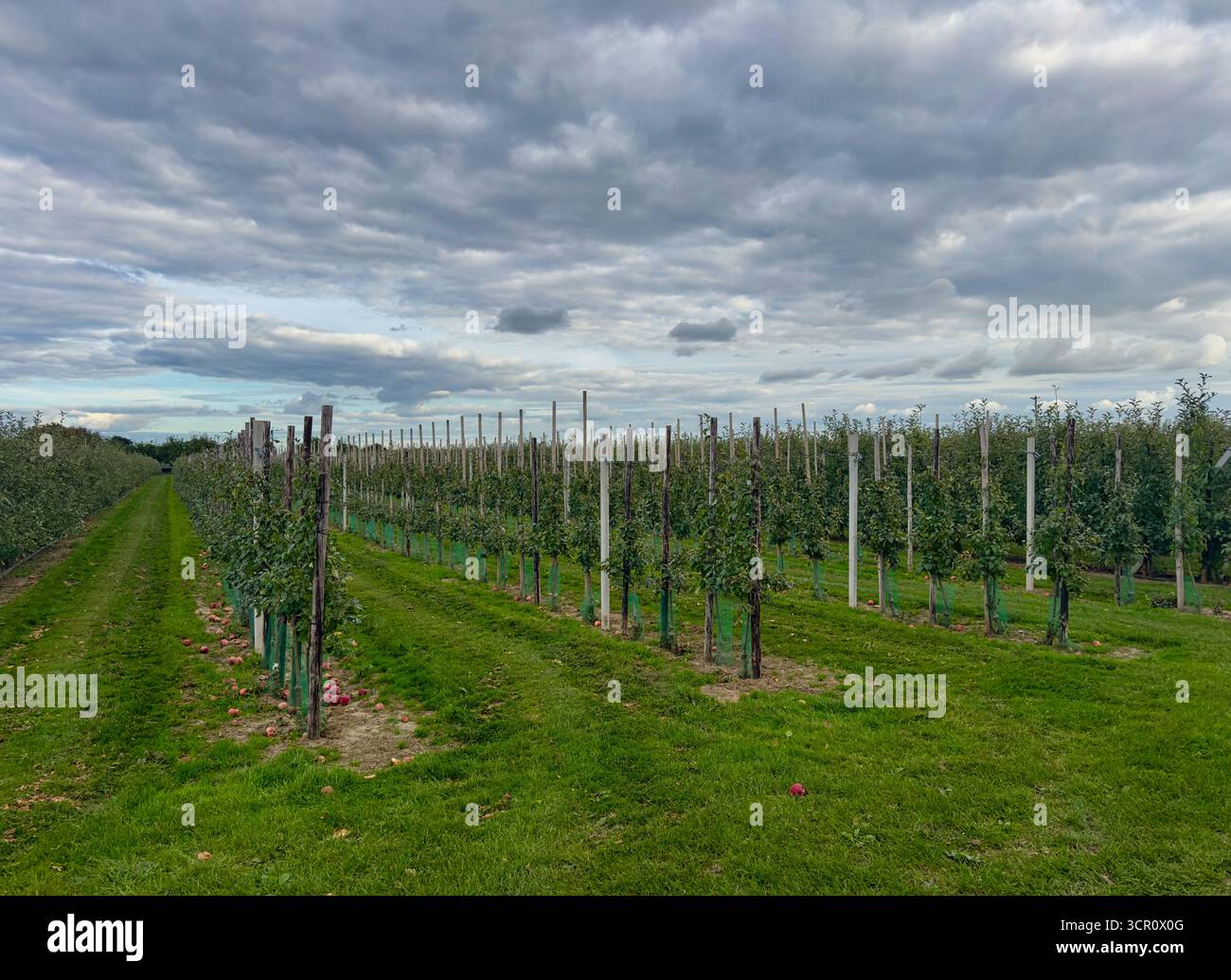 Alberi di mele in file sotto il cielo nuvoloso con erba verde e atmosfera di stagione del raccolto Foto Stock