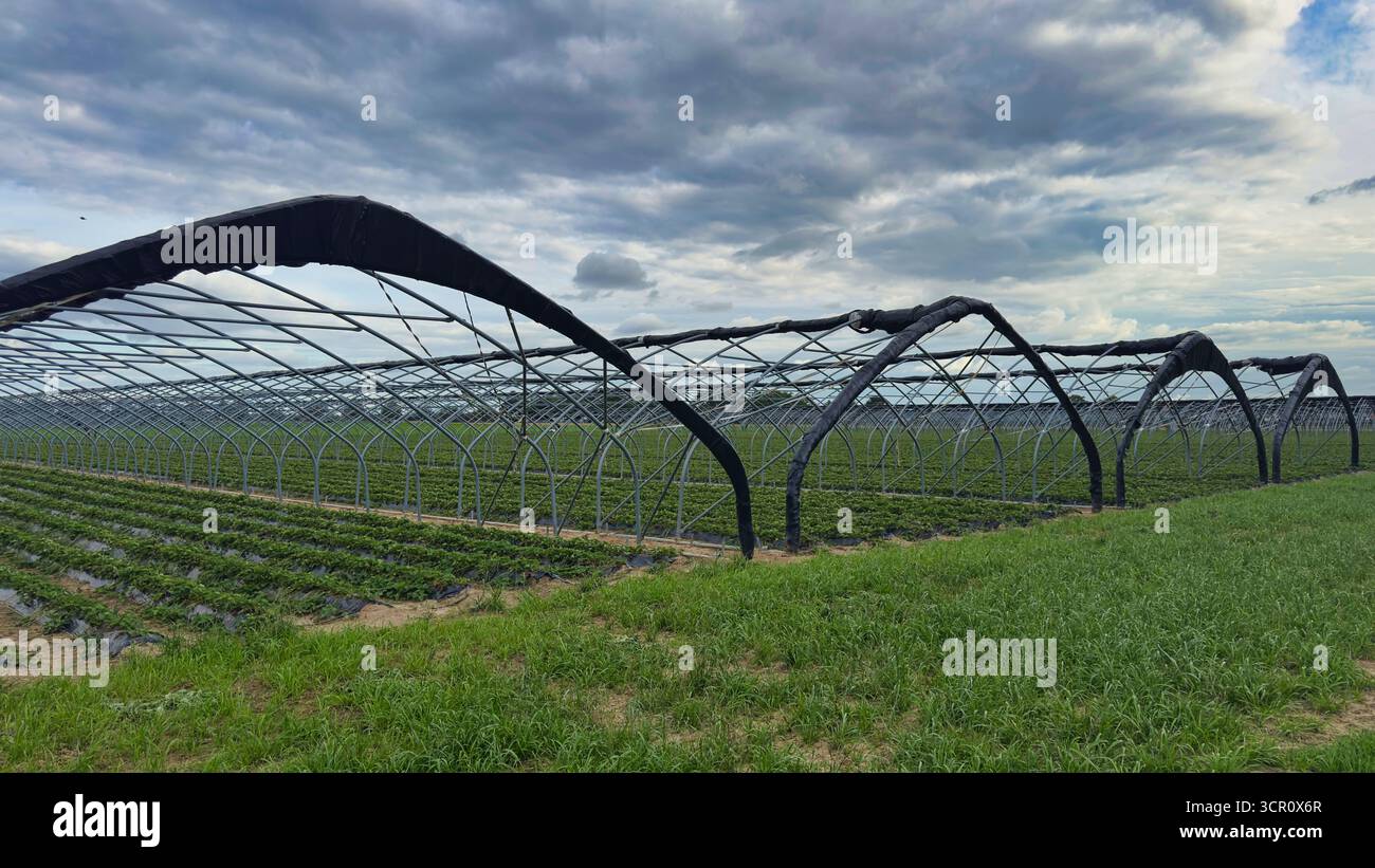 Struttura agricola a effetto serra con file di piante in struttura metallica nel settore agricolo Foto Stock