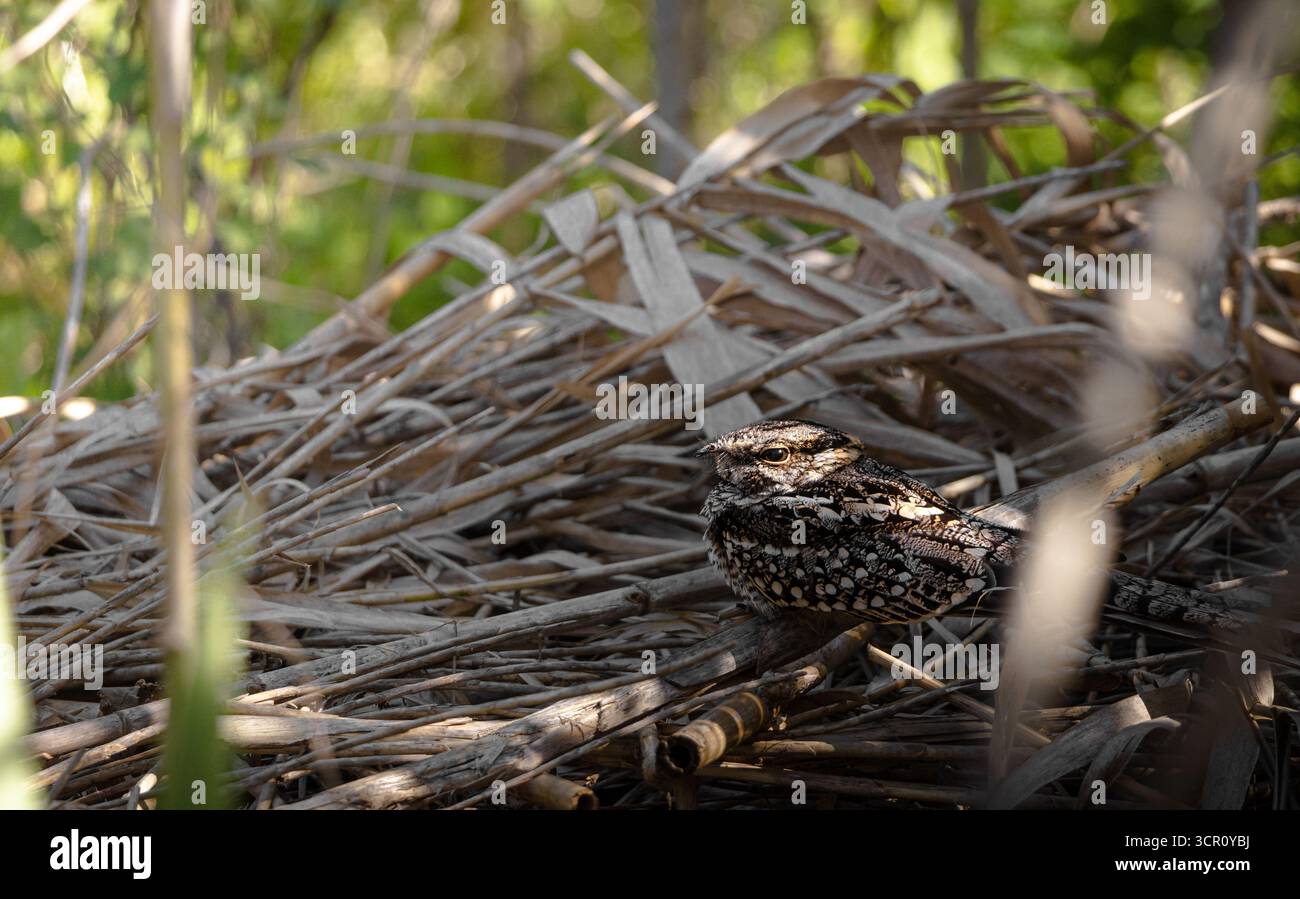 Nightjar maschio con coda di forbice arroccato su lettiera a foglia secca durante il giorno a Buenos Aires, Argentina (Hydropsalis torquata). Foto Stock