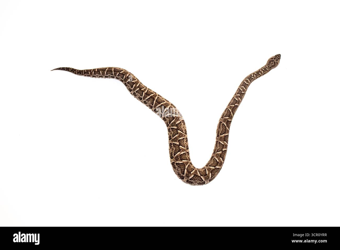 Profilo Bocuda Viper Snake su PNG, senza sfondo, isolato su sfondo bianco. (Bothrops diporus) Foto Stock