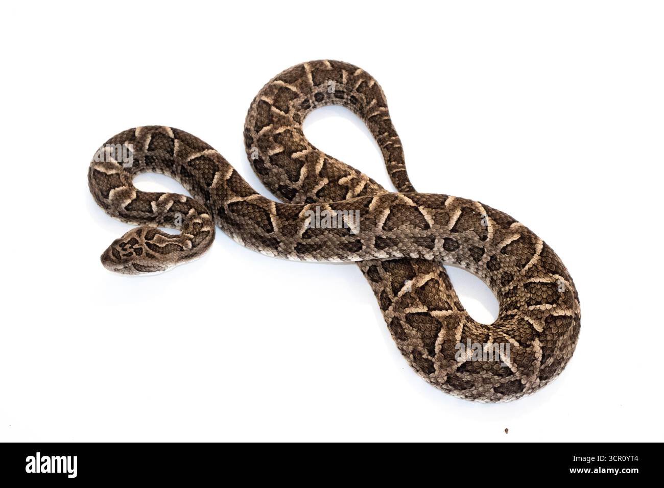 Profilo Bocuda Viper Snake su PNG, senza sfondo, isolato su sfondo bianco. (Bothrops diporus) Foto Stock