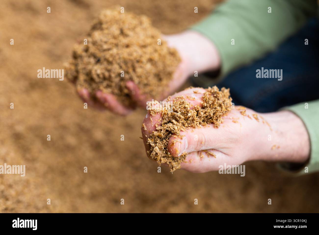 Mani di agricoltori che detengono una manciata di grano esaurito del birraio Foto Stock