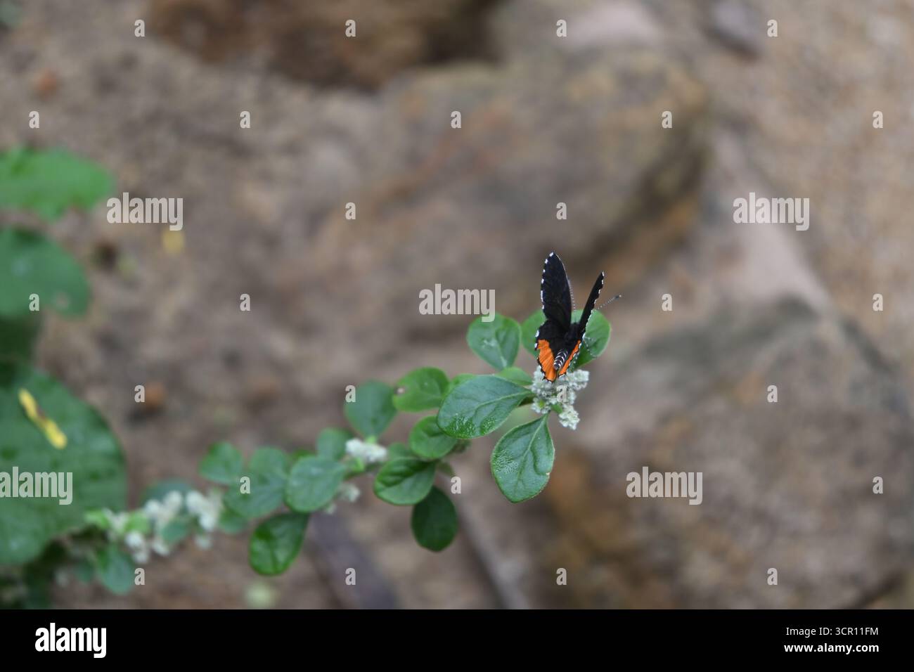 Vista ad alto angolo di una farfalla rossa di pierrot (Talicada nyseus) che spalanca le ali mentre è arroccata sulla punta del ramoscello di una pianta di erba annodata (Ouret la Foto Stock