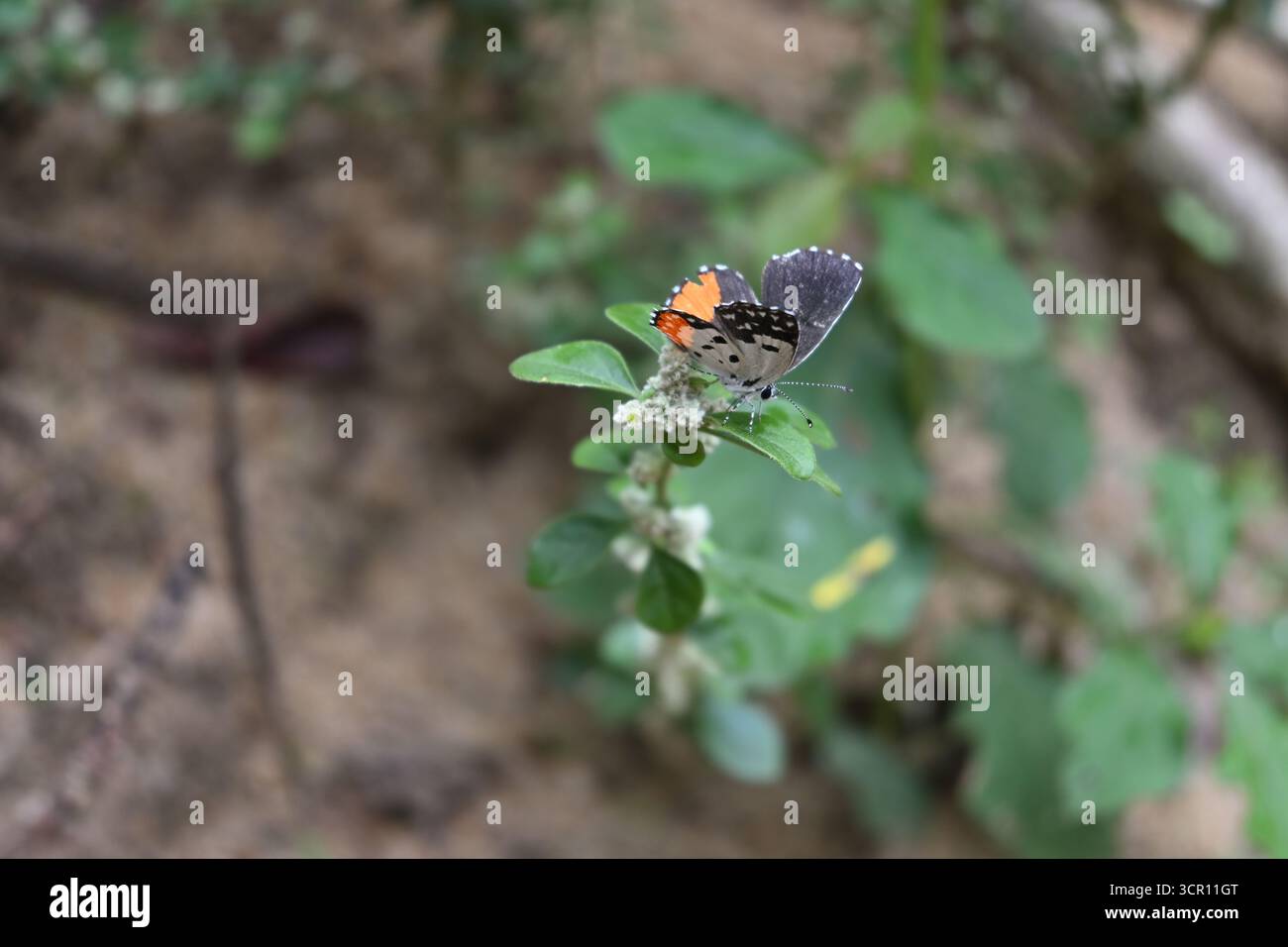 Vista ravvicinata di una farfalla pierrot rossa che spalanca le ali mentre è arroccata sull'estremità ramoschiata di una pianta di Knotgrass (Ouret lanata). Foto Stock