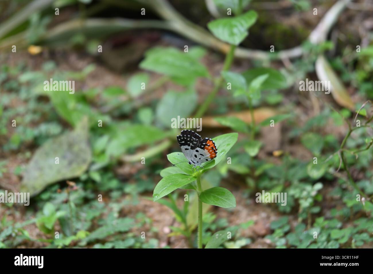 Vista di una farfalla Pierrot rossa arroccata sulla cima di una pianta selvatica vicino al terreno erboso Foto Stock