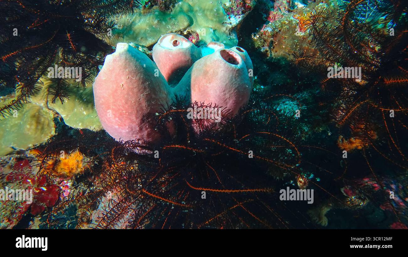 Cetrioli di mare e stelle di piume durante un'immersione sulla costa settentrionale di Bali Foto Stock