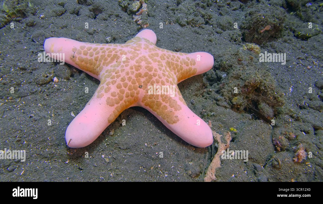 Stella marina granulata (Choriaster granulatus) su sabbia vulcanica scura sul fondale marino durante un'immersione sulla costa nord di Bali Foto Stock
