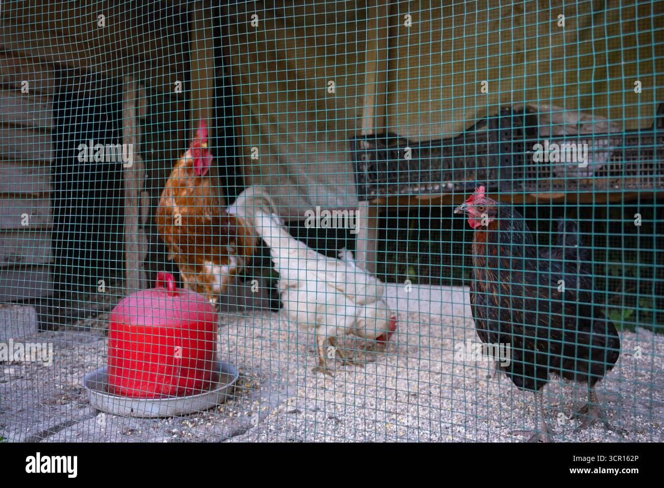 Polli e un gallo all'interno di una copertura recintata in rete metallica. Pollame in coppetta di pollo con attrezzatura per l'alimentazione. Uccelli da fattoria racchiusi a Henhouse Foto Stock