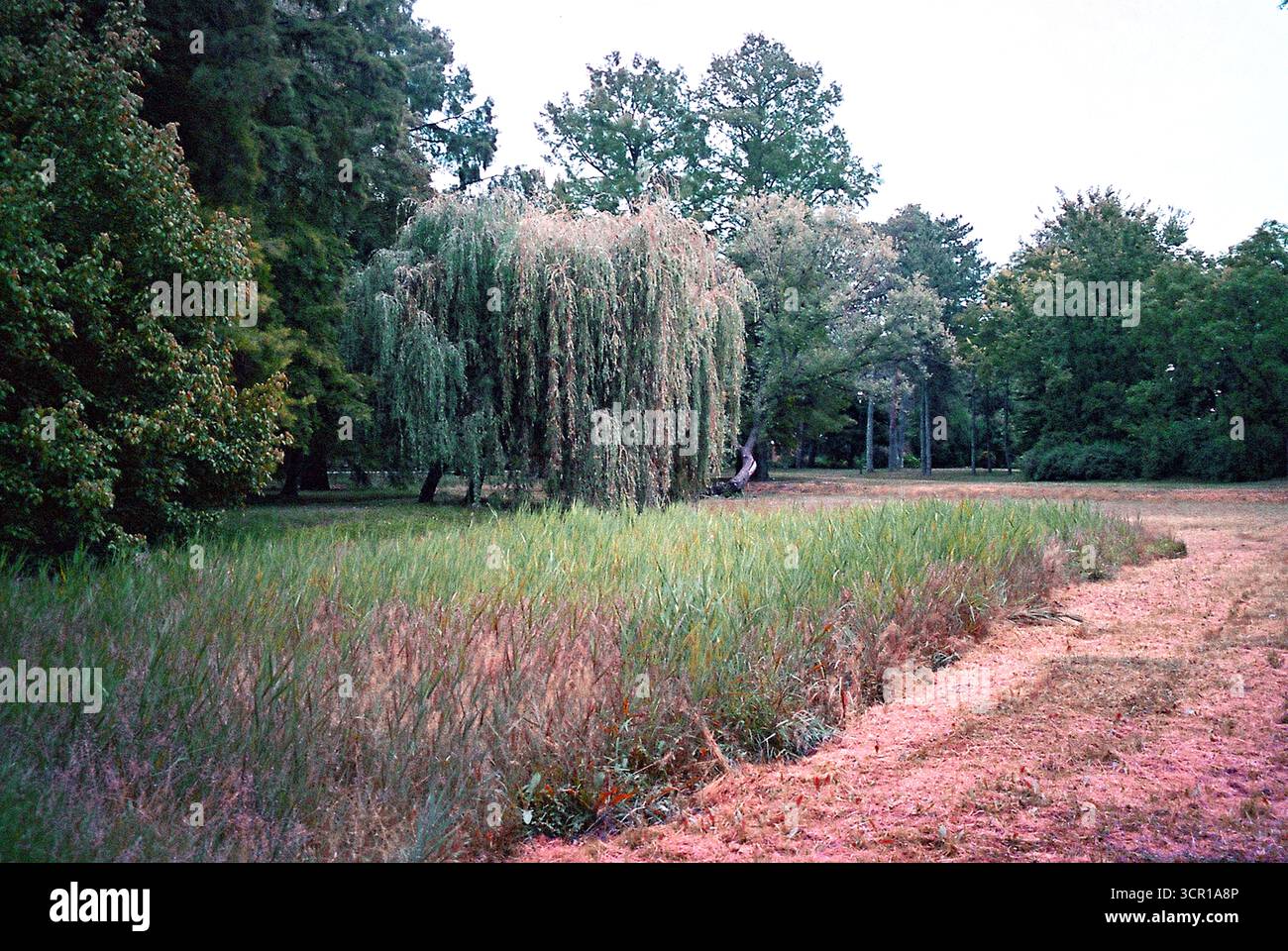 Archivio analogico documentario Photo Dairy Foto Stock