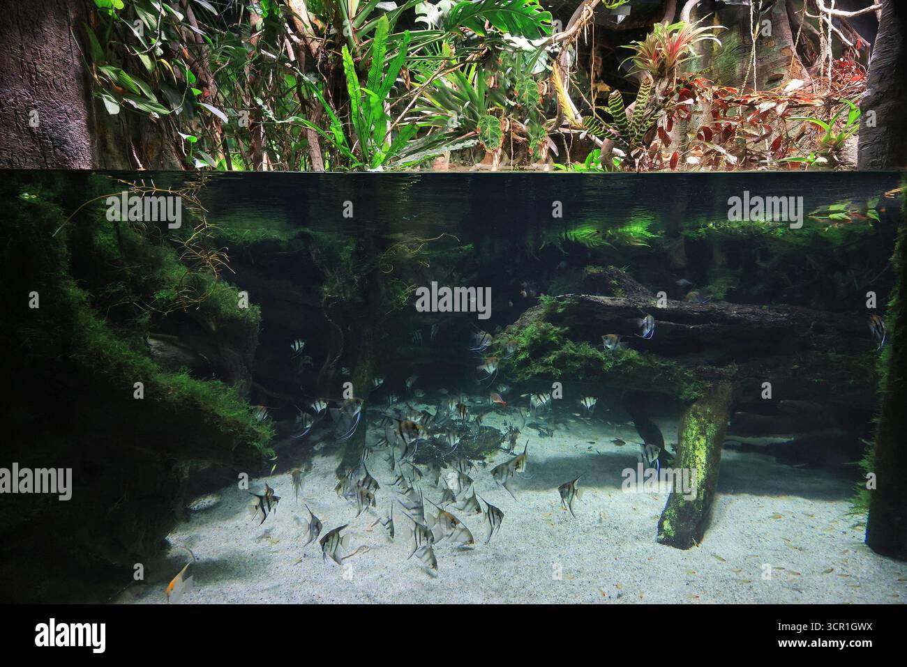 Mostra nella foresta amazzonica, tra cui un caimano in una palude all'Acquario Nazionale di Baltimora Foto Stock