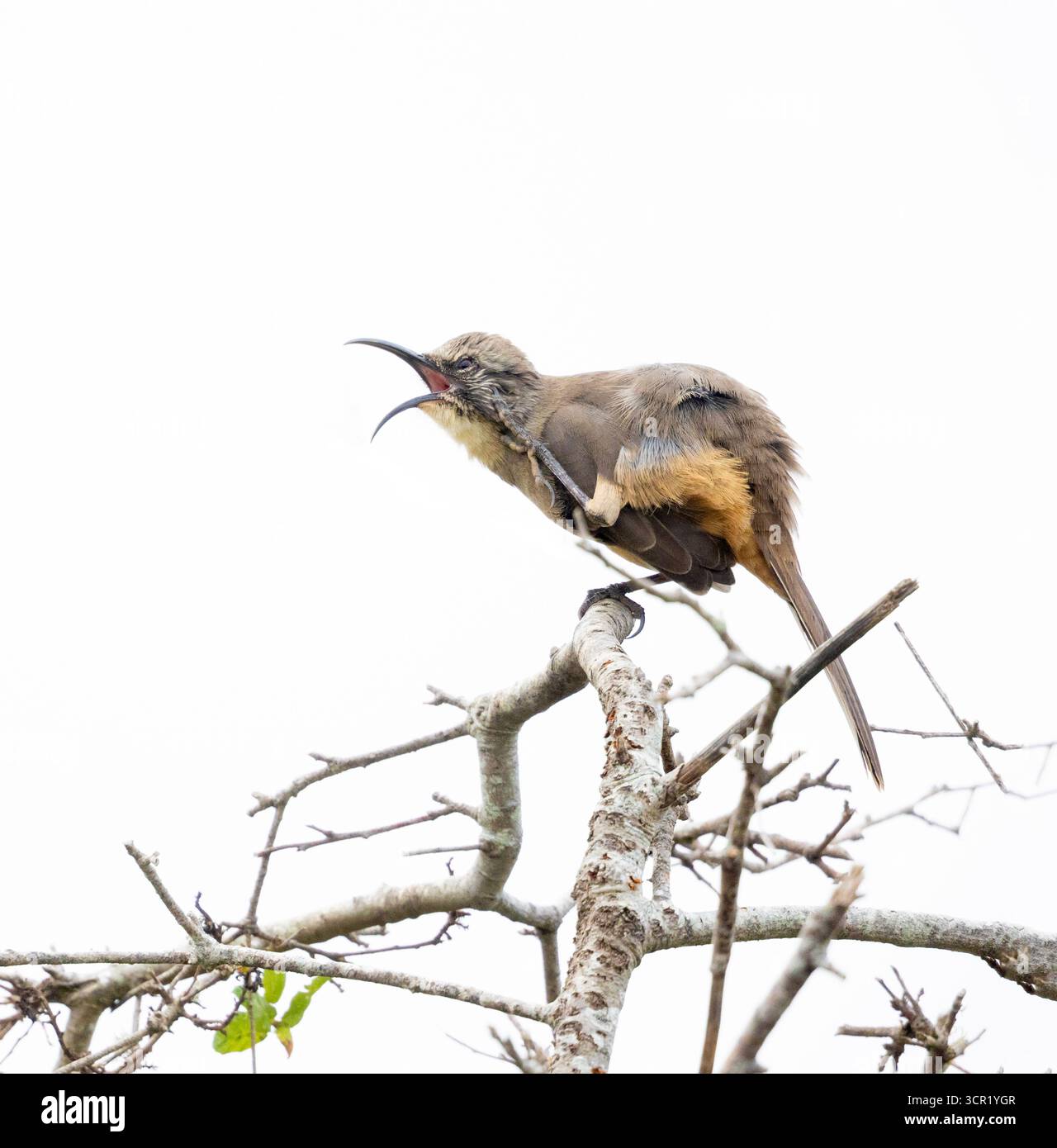 California Thrasher graffio becco largo aperto Foto Stock