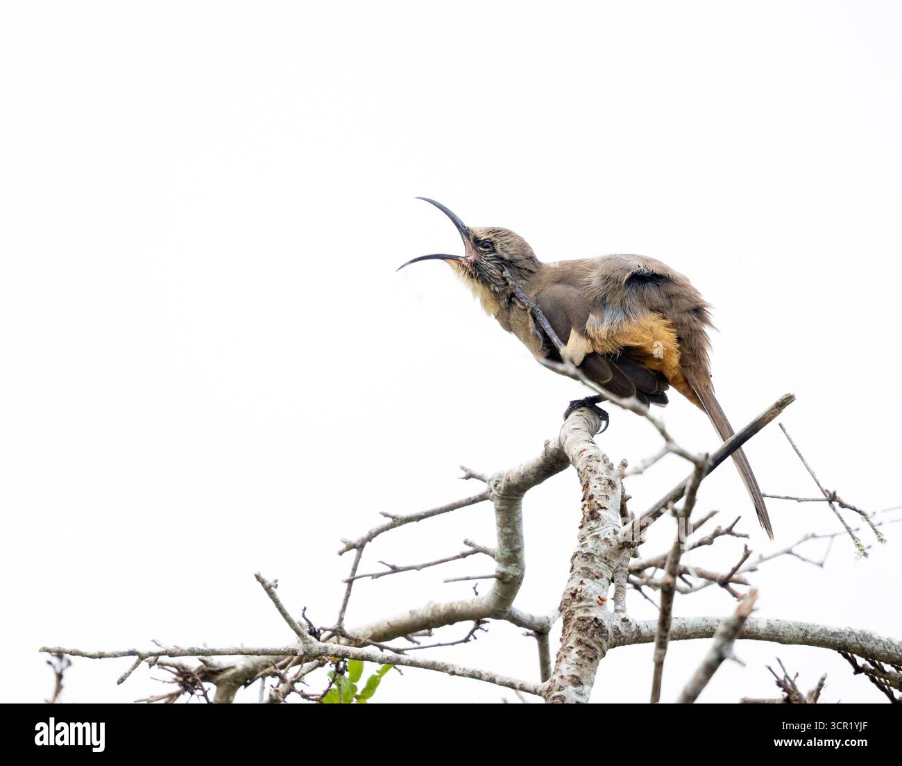 California Thrasher graffio becco largo aperto Foto Stock