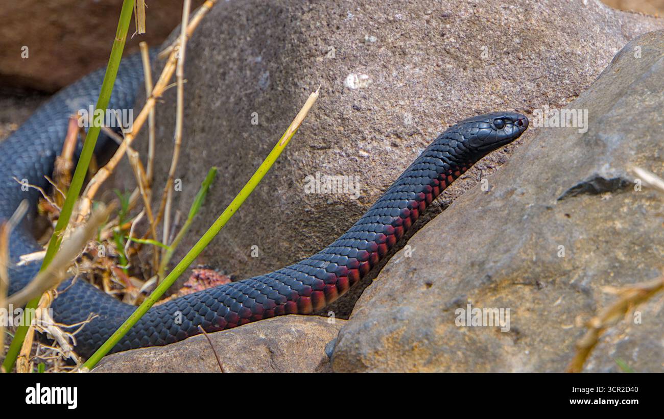 Red Bellied Black Snake in cerca di un pasto Foto Stock