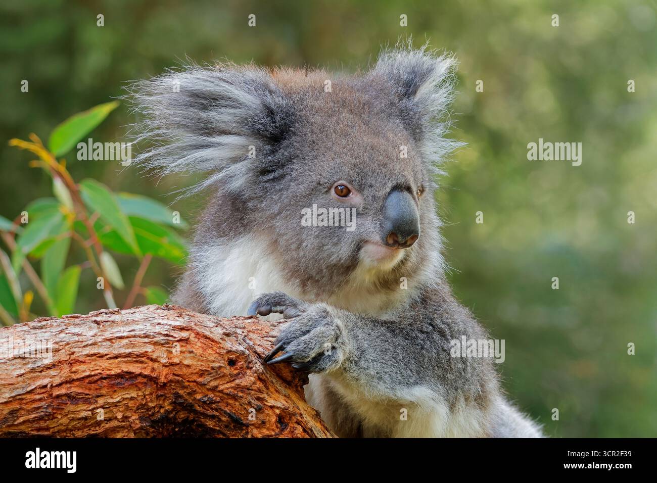 Ritratto di un grazioso koala (Phascolarctos cinereus) seduto su un albero, Australia meridionale Foto Stock