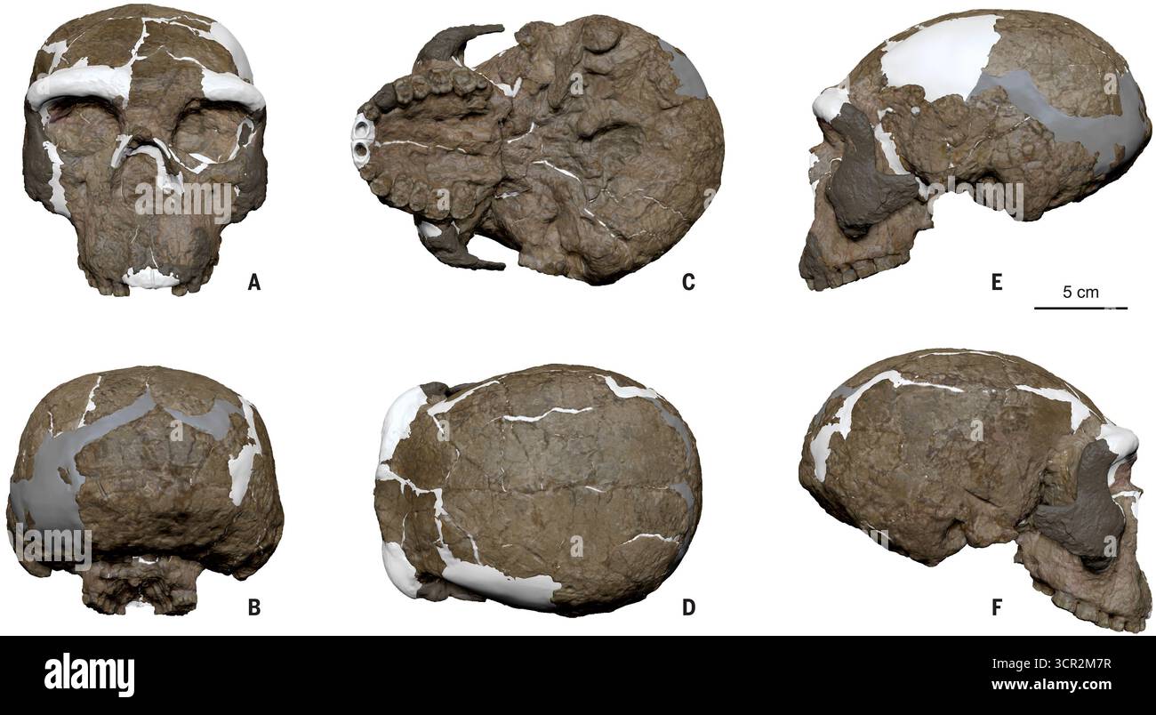 Pechino, Cina. 29 settembre 2025. Questa immagine, fornita dall'Istituto di Paleontologia dei vertebrati e Paleoantropologia dell'Accademia cinese delle scienze, mostra sei immagini del fossile del cranio umano "Yunxian 2" ricostruito. Un nuovo studio su un cranio umano di 1 milione di anni trovato nella Cina centrale ha rivelato un ramo precedentemente sconosciuto dell'albero genealogico umano, spingendo drasticamente indietro la linea temporale accettata dell'evoluzione umana. Crediti: Xinhua/Alamy Live News Foto Stock