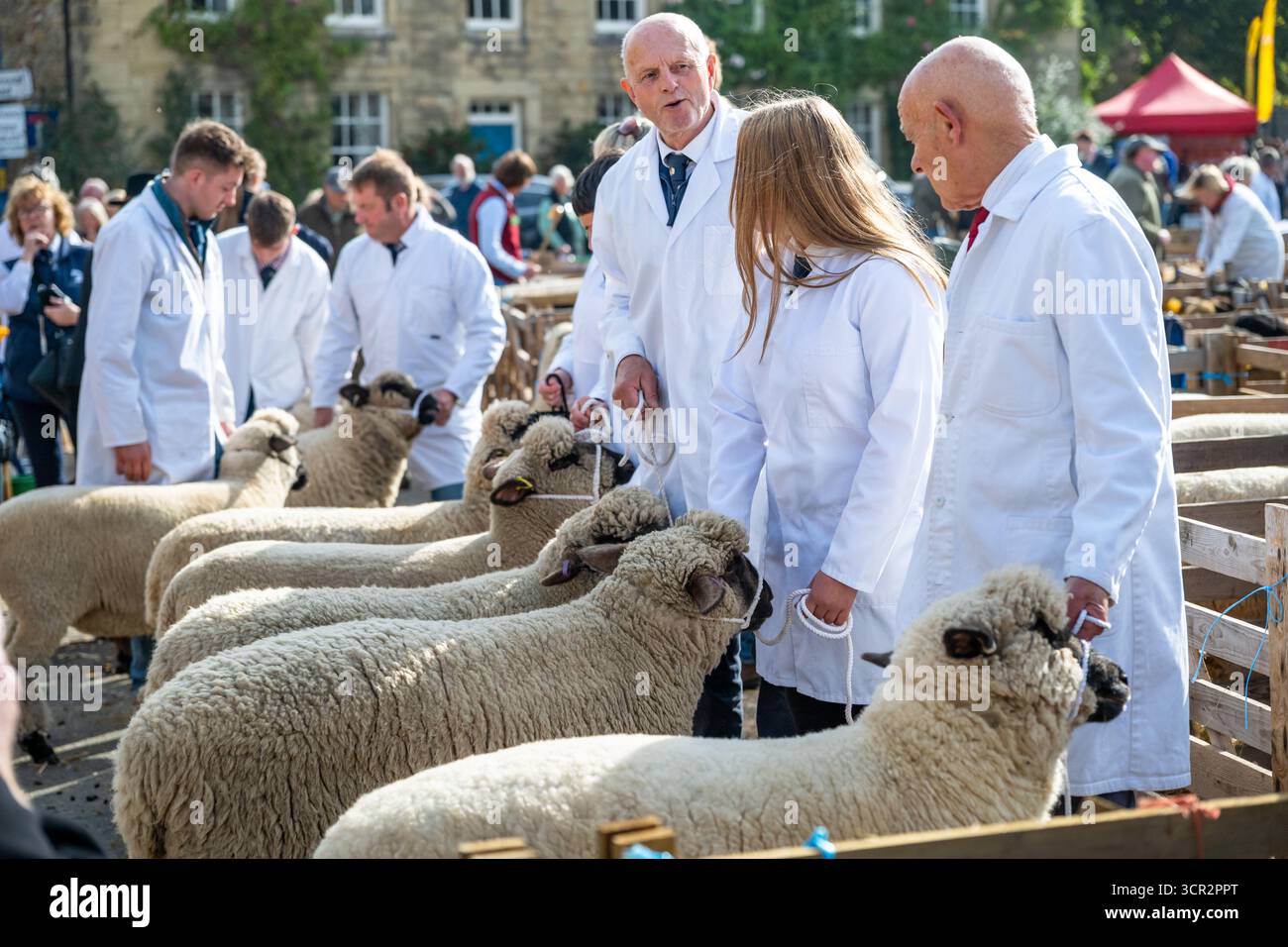 Pecore che giudicano alla Masham Sheep Fair Foto Stock