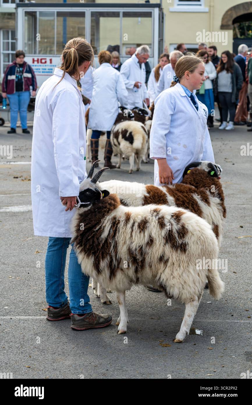 Jacob Sheep alla Masham Sheep Fair Foto Stock