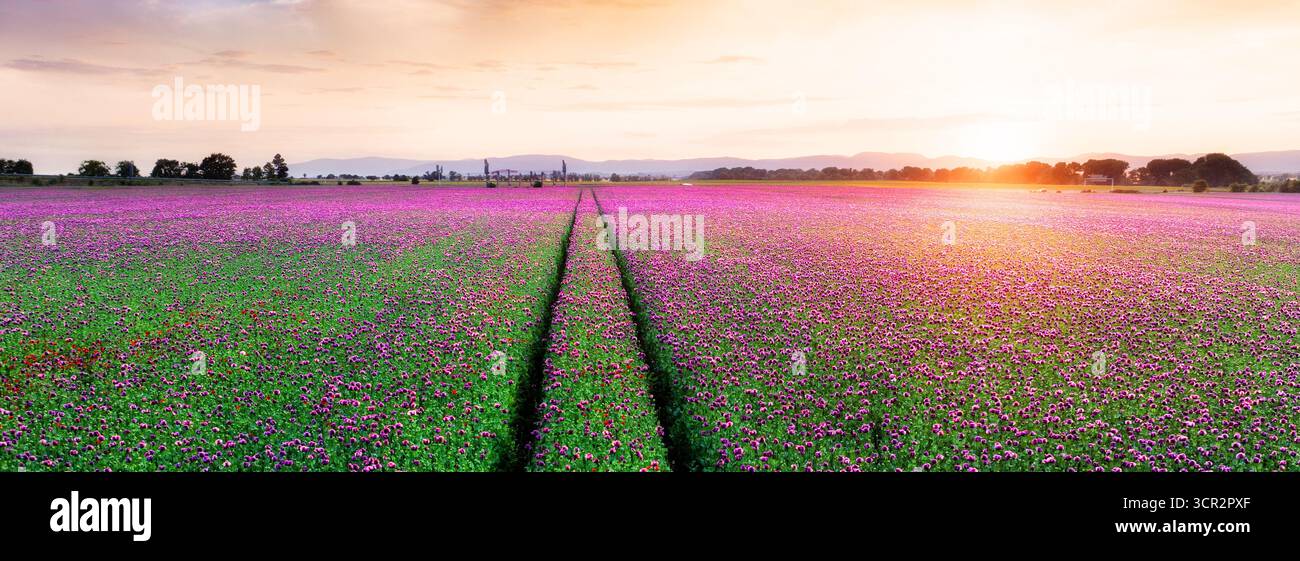 Bellissimo campo di papavero all'alba Foto Stock