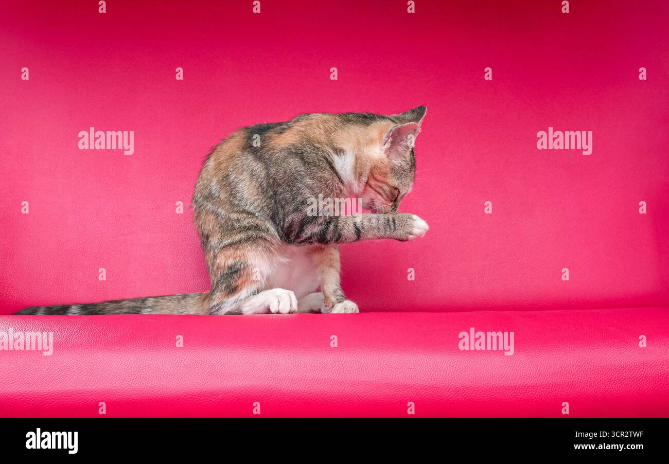 Ritratti Un gatto con una miscela di colore marrone giallo e nero, leccando la zampa. Seduta su una sedia rossa. Foto Stock
