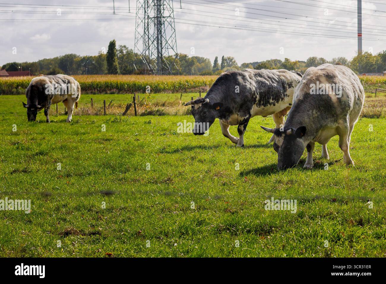 Vacche blu belghe che pascolano su prati verdi Foto Stock