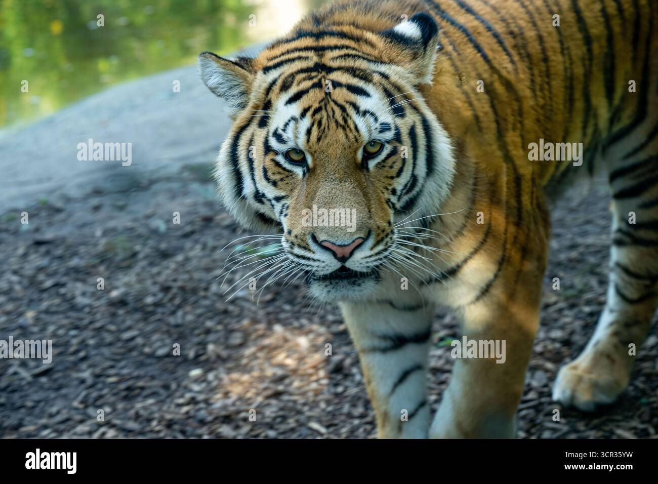 Tigre Siberiana (Panthera tigris altaica), noto anche come una tigre di Amur Foto Stock