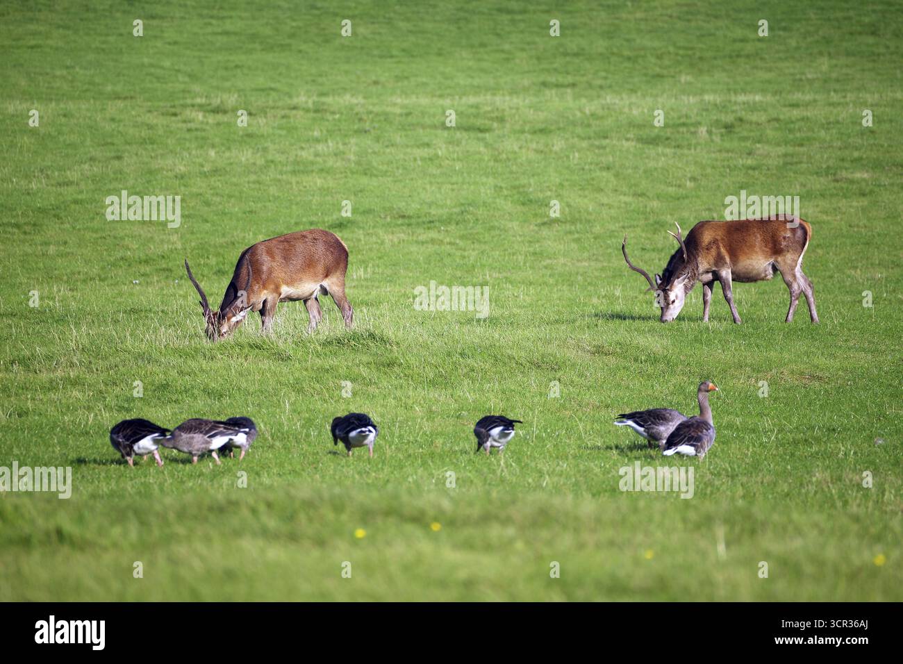 Cervi e oche in un prato verde in un tranquillo ambiente naturale, Morar, Scozia, Regno Unito Foto Stock