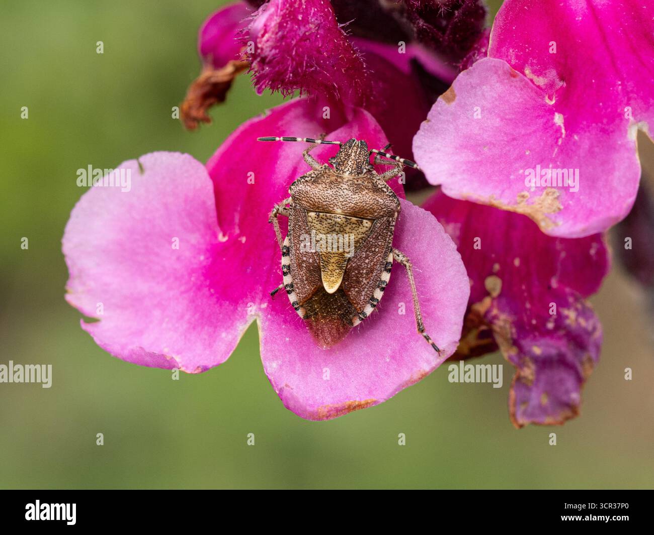 Una cimice pelosa a scudo Dolycoris baccarum appoggiata su un fiore di Salvia Foto Stock