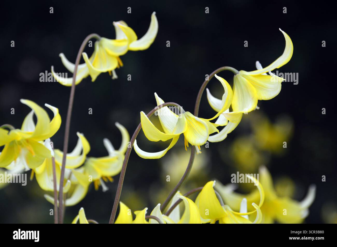 Fiori gialli di Erythronium "Pagoda" (Dog's Tooth Violet) in mostra ai confini presso RHS Garden Harlow Carr, Harrogate, Inghilterra, Regno Unito. Foto Stock
