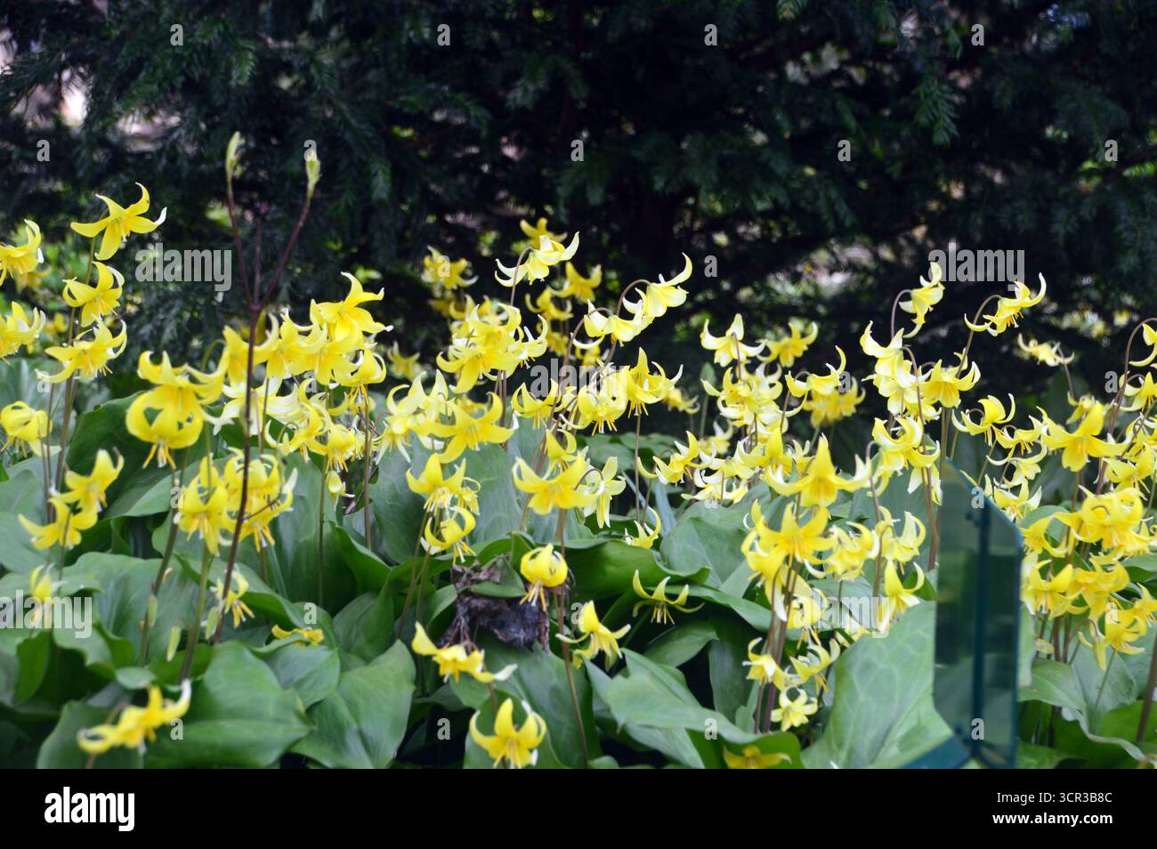 Fiori gialli di Erythronium "Pagoda" (Dog's Tooth Violet) in mostra ai confini presso RHS Garden Harlow Carr, Harrogate, Inghilterra, Regno Unito. Foto Stock